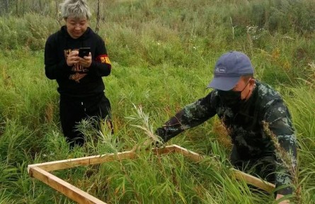 黑龍江加格達奇林區(qū)展開大規(guī)模外來入侵物種普查