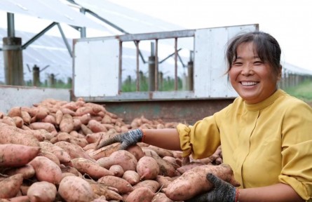河南通許：田間地頭豐收忙 農民致富有“薯”光