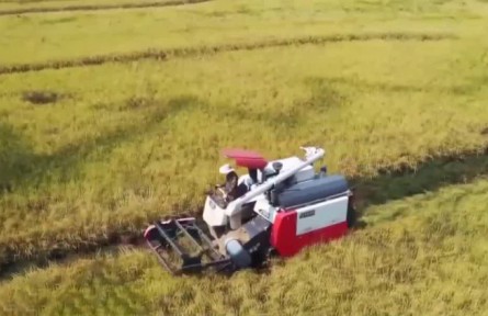 最新農(nóng)情調(diào)度顯示：2022年全國(guó)秋糧收獲近三成