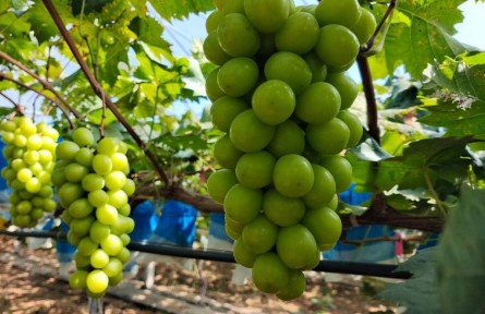 山東省臨沂市羅莊區(qū)黃山鎮(zhèn)：推動農業(yè)農村現(xiàn)代化邁出新步伐