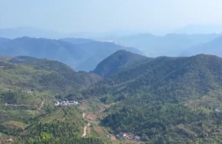 安徽池州：西山棗飄香 果農(nóng)采摘忙