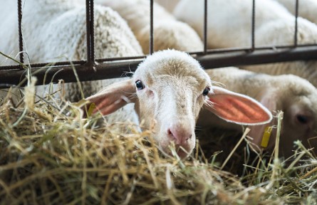 科技名詞 | 生長(zhǎng)試驗(yàn)法  growth assay