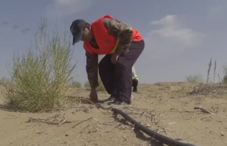 國慶假期·在崗位：沙漠堅(jiān)守 只為烏梁素海的那抹綠