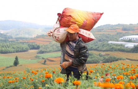 云南師宗：萬壽菊開出致富花