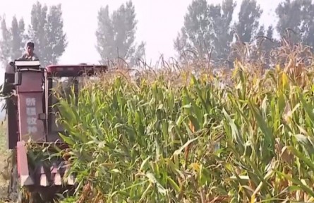 山西孝義：1.6萬(wàn)畝大豆玉米帶狀復(fù)合種植喜獲豐收