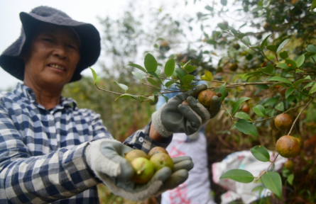廣東逾263萬(wàn)畝油茶即將迎來(lái)豐收季