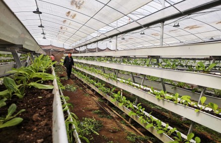 江蘇新沂：這里的植物會“說話”