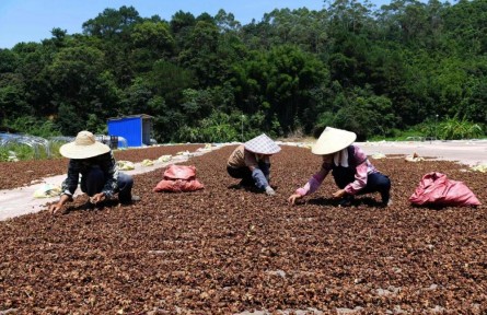 廣西容縣：香料產業(yè)芬芳百姓生活
