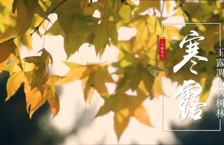 寒露，玉露凋傷楓樹林