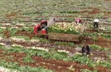 四川峨眉山：因地制宜 高山蔬菜大豐收