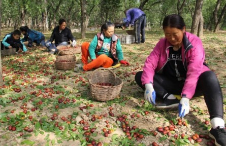 黃河岸邊棗飄香！陜西神木市萬(wàn)鎮(zhèn)6.9萬(wàn)畝紅棗豐收
