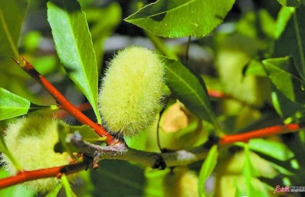 物種故事 | 矮扁桃：巴旦木“近親” 植物界“活化石”