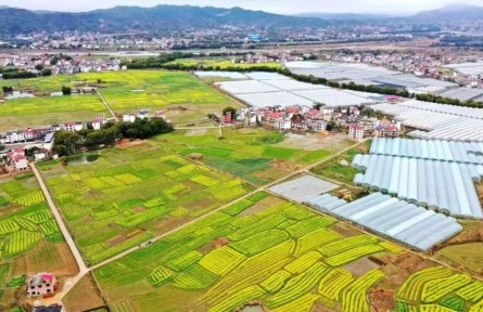 江西興國(guó)：“接茬”輪作搶農(nóng)時(shí) 油菜種植育新機(jī)