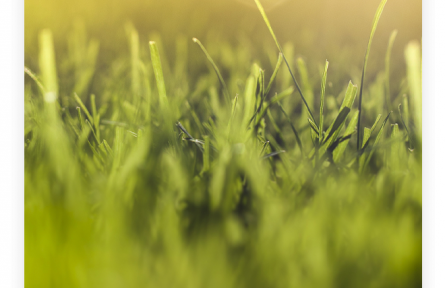 名言 | 孟郊：誰言寸草心，報(bào)得三春暉