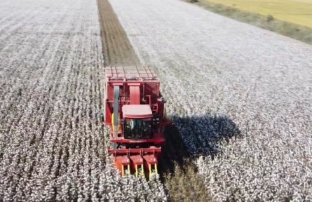 新疆兵團(tuán)：國(guó)產(chǎn)采棉機(jī)秋收一線展風(fēng)采