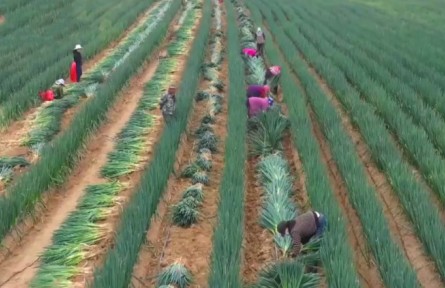 甘肅榆中：大蔥豐收 帶動(dòng)農(nóng)戶家門口就業(yè)