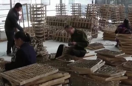 四川三臺(tái)：晚秋蠶繭豐收 蠶農(nóng)“繭”出好日子