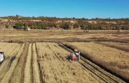 內(nèi)蒙古鄂爾多斯6.2萬畝水稻迎豐收