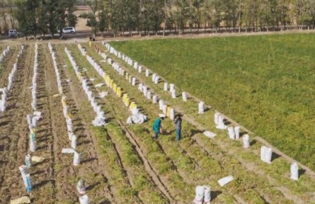 新疆兵團(tuán)：蔬菜成熟正當(dāng)時(shí) 職工迎來(lái)豐收季