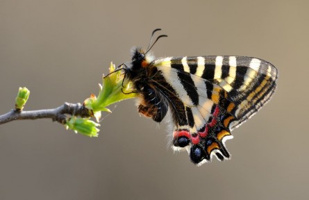 物種故事 | 中華虎鳳蝶：條紋酷似虎斑的“國寶”級昆蟲
