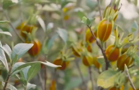 福建福鼎：六萬(wàn)畝黃梔子全面成熟開采