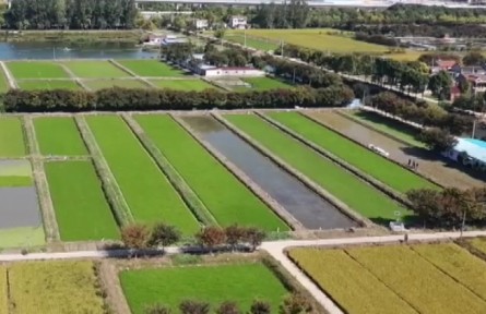 江蘇常州：六千多畝無(wú)節(jié)水芹迎來(lái)收割季