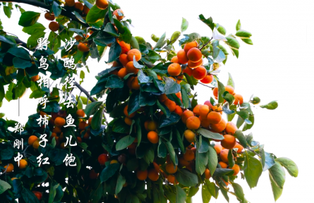 霜降，霜葉紅于二月花