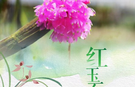 物種故事 | 紅玉石斛：集美貌與藥用價值于一身的蘭科植物