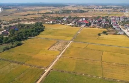 全國秋糧已收10.78億畝 完成82.5%