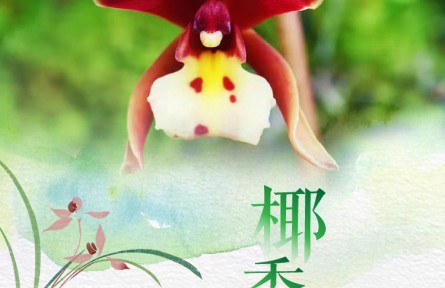 物種故事 | 椰香蘭：呆萌可愛的椰香味植物