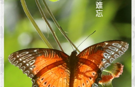 物種故事 | 紅鋸?fù)惖阂灰?jiàn)傾心 過(guò)目難忘