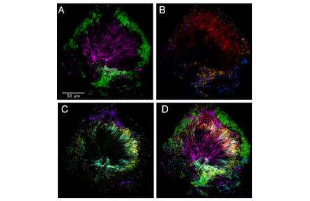 每日科普 | 口腔中有哪些微生物？