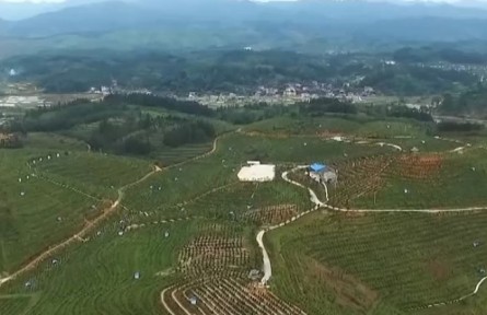 貴州黎平：“金果”滿枝頭 29萬(wàn)畝油茶林迎豐收