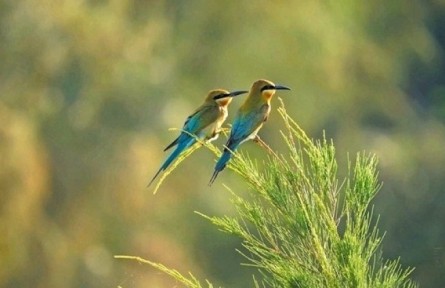 《秘境尋蹤》第三季第十四集：栗喉蜂虎（上）