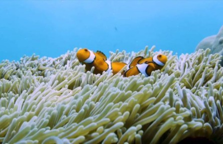 科普 | 你知道萬米深海下有什么嗎？