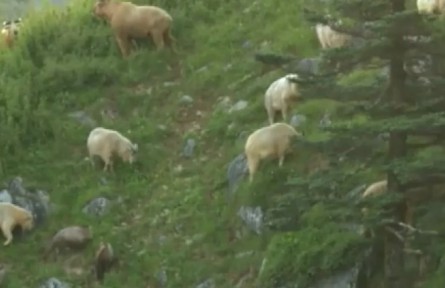 秦嶺科考：秦嶺羚牛種群數(shù)量已超過1萬頭