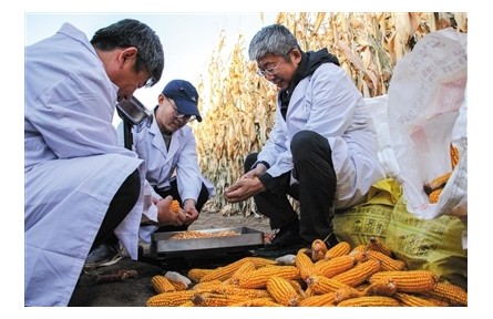 “綠科技”里的豐收密碼——來(lái)自“內(nèi)蒙古糧倉(cāng)”的秋收一線觀察