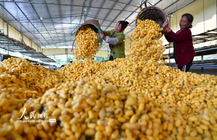 四川廣安：金絲蠶繭喜豐收