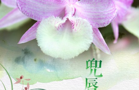 物種故事 | 兜唇石斛：自帶芳香氣味的“天宮瀑布”