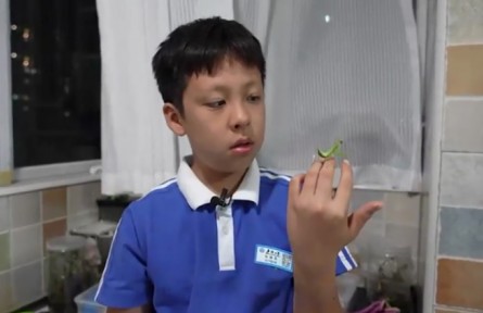 9歲男孩張赫奕的昆蟲世界