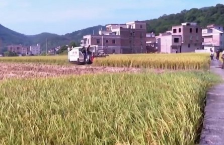 廣東：各地晚稻相繼開(kāi)鐮 稻花飄香繪就豐收樂(lè)章