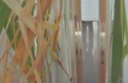 世界首次！水稻在中國空間站結(jié)穗了