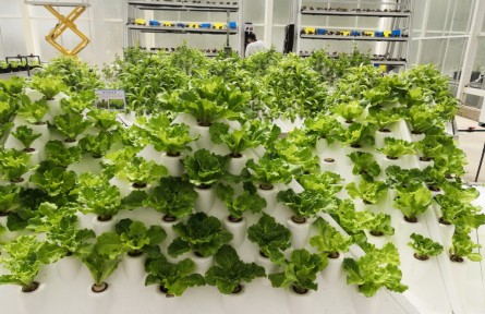 云南昆明擬認(rèn)定39個(gè)蔬菜交易中心生產(chǎn)基地