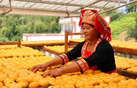 廣西平樂：柿子喜豐收，柿餅甜如蜜