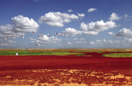 為濕地保護(hù)高質(zhì)量發(fā)展提供科技支撐