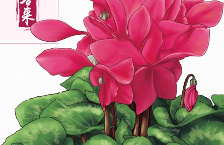 物種故事 | 仙客來：形似兔耳 “盆花女王”