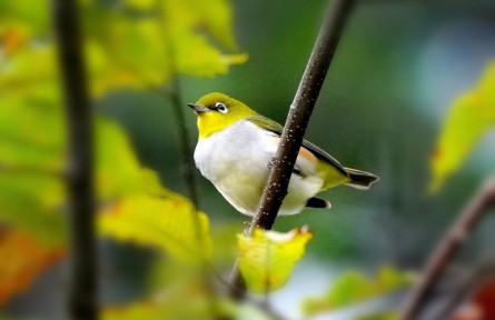 ?物種故事 | 紅脅繡眼鳥：鳥類家族“顏值擔(dān)當(dāng)”