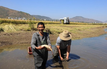 稻田里的多元豐收——云南賦能稻田助農增收