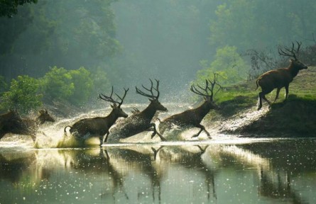 物種故事 | 麋鹿：呦呦鹿鳴，食野之蘋
