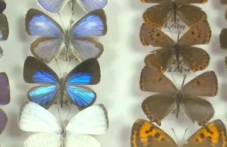 云南蝴蝶名錄完成 收錄1300種蝴蝶